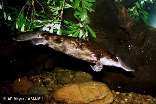 Also as Duck-billed Platypus.