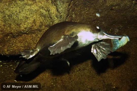 Also as Duck-billed Platypus.