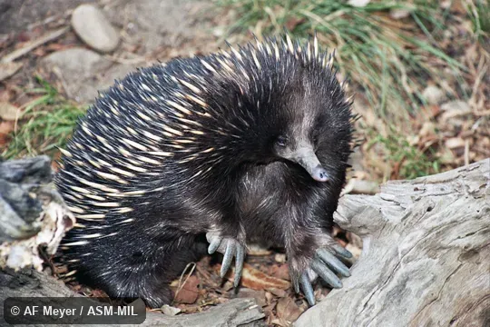 Also as Australian Echidna, Short-nosed Echidna, Spiny Anteater, Bristly Echidna.