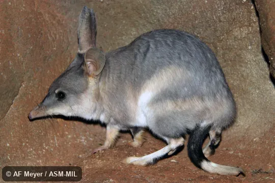Also as Bilby, Dalgyte, Greater Rabbit-eared Bandicoot, Pinkie, Rabbit Bandicoot.
