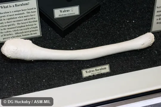Baculum