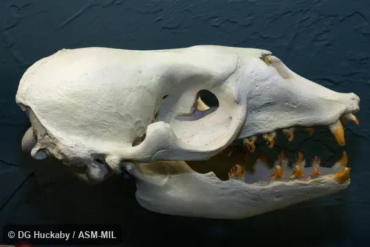 Lateral view of skull of adult.