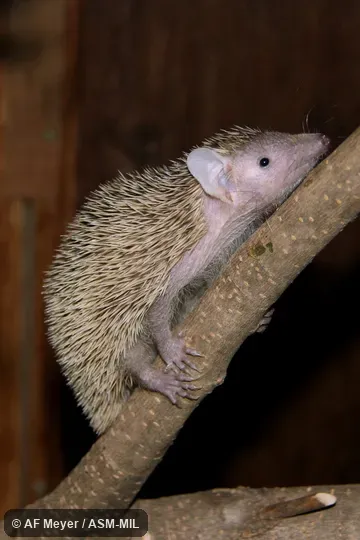 Also as Lesser Madagascar Tenrec.