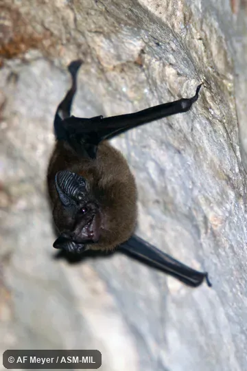 Peropteryx kappleri kappleri