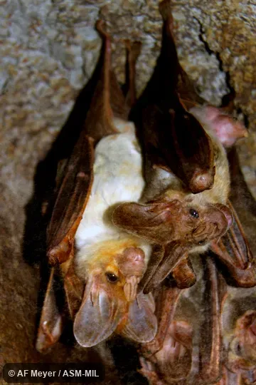 Also as Australian False-vampire, Ghost Bat.