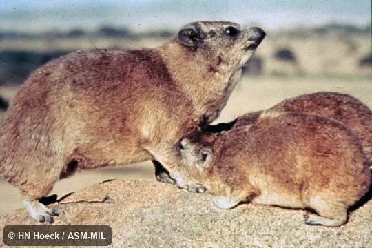 Procavis capensis matschiei.  Side view of female nursing two young.  Also as Klipdassie.