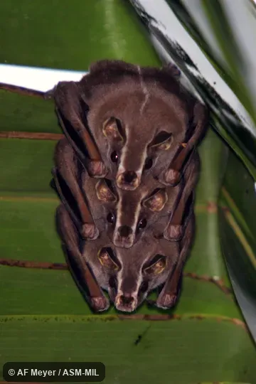 Formerly Uroderma bilobatum convexum, Common Tent-making Bat.