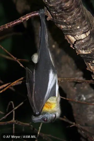 Also as Pale Xantharpy, Straw-colored Flying Fox, Straw-colored Fruit Bat.