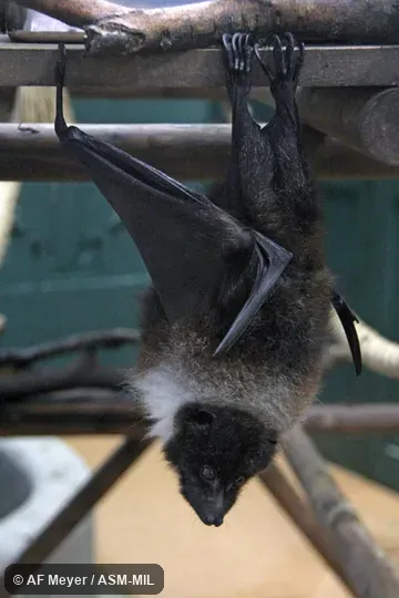 Also as Daito Flying Fox|Erabu Flying Fox|Formosan Flying Fox|Taiwanese Flying Fox|Orii's Flying Fox|Yaeyama Flying Fox.