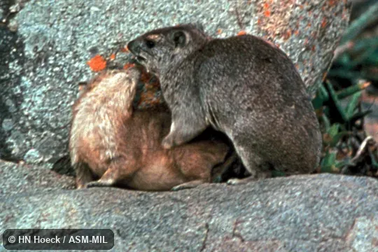 Shows interspecific behavior between Rock Hyrax, Procavia capensis (brown coat) and Heterohyrax brucei dieseneri.  Also as Yellow-spotted Rock Hyrax.