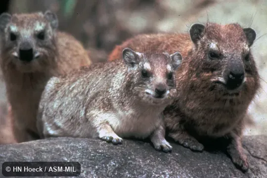 Rock Hyrax, Procavia capensis (brown coat) with Heterohyrax brucei dieseneri.  Also as Yellow-spotted Rock Hyrax.