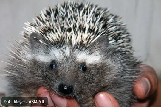 Formerly Erinaceomorpha.  Also as Cape Hedgehog, South African Hedgehog.