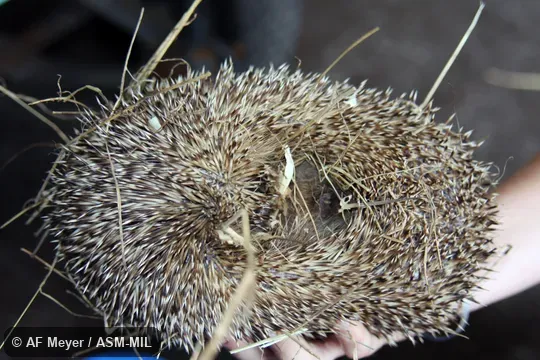 Formerly Erinaceomorpha.  Also as Brown-breasted Hedgehog, Common Hedgehog, European Hedgehog, Northern Hedgehog.