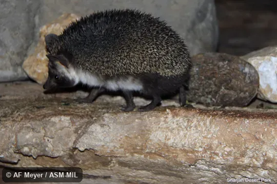 Formerly Erinaceomorpha.  Also as Ethiopian Hedgehog.