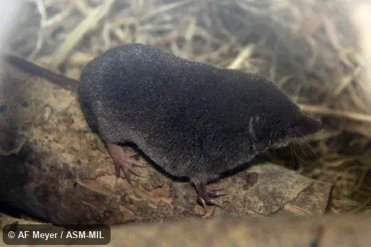 Formerly Soricomorpha.