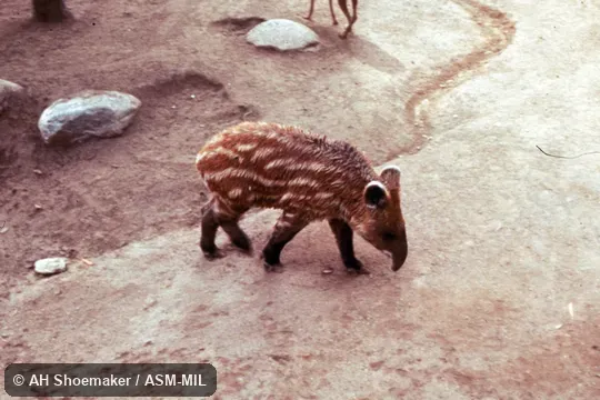 Young in striped and spotted coat.  Also as Andean Tapir|Woolly Tapir.