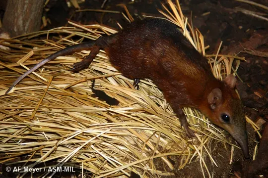 Also as Chequered Elephant-shrew, Chequered Giant Sengi.