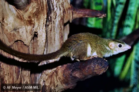 Also as Pygmy Treeshrew
