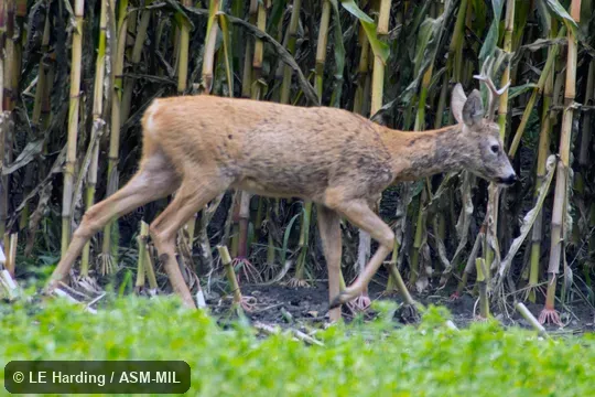 Wild male in modified habitat (corn field). Also as European Roe Deer.