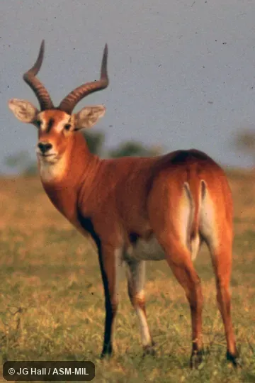 Side view of standing male.  Kobus kob thomasi.  Also as Kobus thomasi, Uganda Kob|Thomas's Kob.