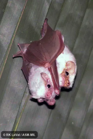 Also as White Ghost Bat.
