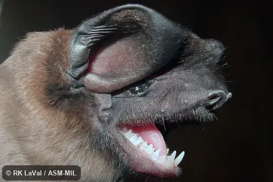 Also as Shaw’s Bonneted Bat|Shaw’s Mastiff Bat. Also as Shaw’s Bonneted Bat|Shaw’s Mastiff Bat.