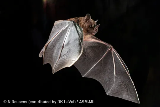 Formerly Artibeus toltecus.