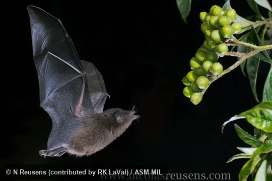Also as Brown Long-tongued Bat