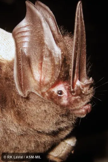 Also as Tomes's Sword-nosed Bat.