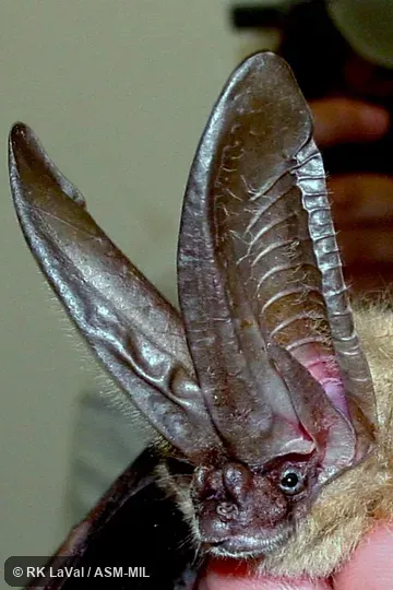 Formerly part of Corynorhinus mexicanus, Mexican Big-eared Bat.