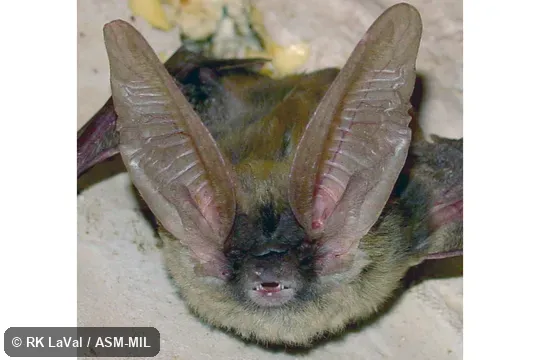 Also as Lappet-browed Bat|Mexican Big-eared Bat.