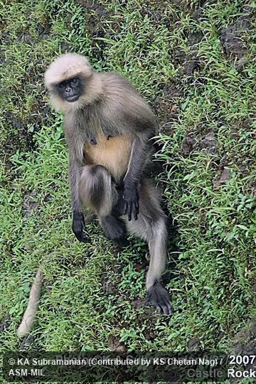 Semnopithecus hypoleucos iulus. Identified by KS Chetan Nag. Also as Black-footed Gray Langur|Dark-legged Malabar Langur|Malabar Gray Langur|Black-legged Langur|Northern Malabar Langur|Travancore Langur Semnopithecus hypoleucos iulus. Identified by KS Chetan Nag. Also as Black-footed Gray Langur|Dark-legged Malabar Langur|Malabar Gray Langur|Black-legged Langur|Northern Malabar Langur|Travancore Langur