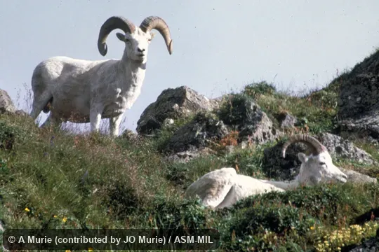 Side view of two rams, Ovis dalli dalli, Dall's Sheep. Side view of two rams, Ovis dalli dalli, Dall's Sheep.