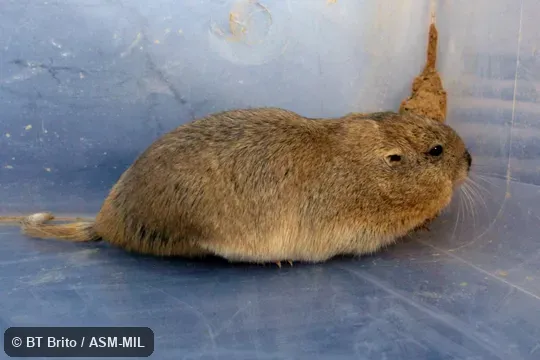 Adult male Adult male