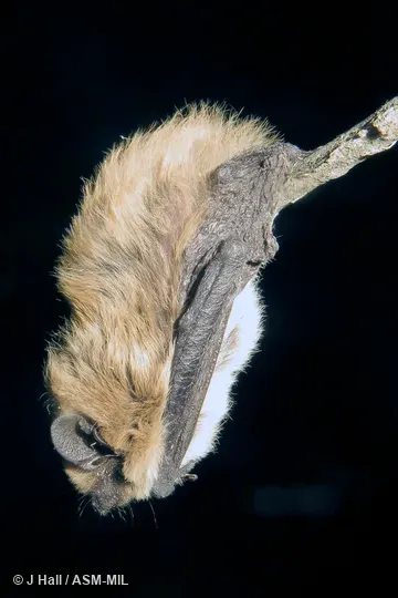 Formerly Hypsugo alaschanicus.  Also as Korean Pipistrelle.