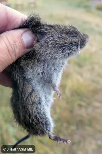 Formerly Microtus fortis.  Also as Yangtze Vole.