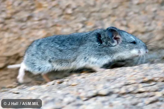 Formerly Cricetulus migratorius.  Also as Armenian Hamster|Gray Hamster|Migratory Hamster.
