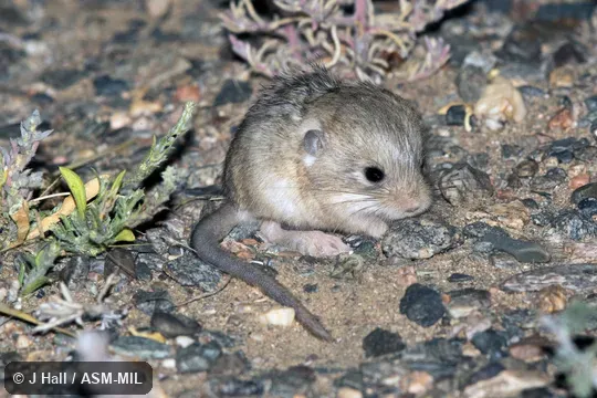 Also as Five-toed Dwarf Jerboa|Satunin's Jerboa.