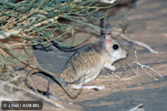 Formerly Allactaga balikunica.