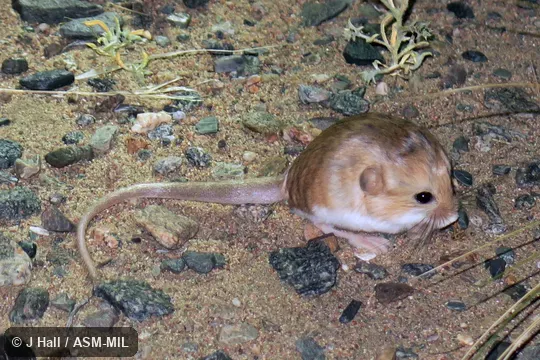 Also as Dzungarian Thick-tailed Pygmy Jerboa|Gobi Thick-tailed Pygmy Jerboa.