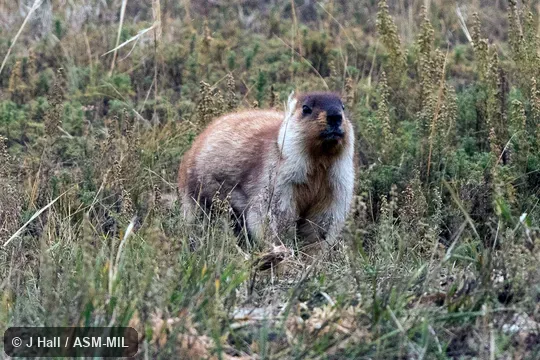 Also as Mongolian Marmot|Siberian Marmot.
