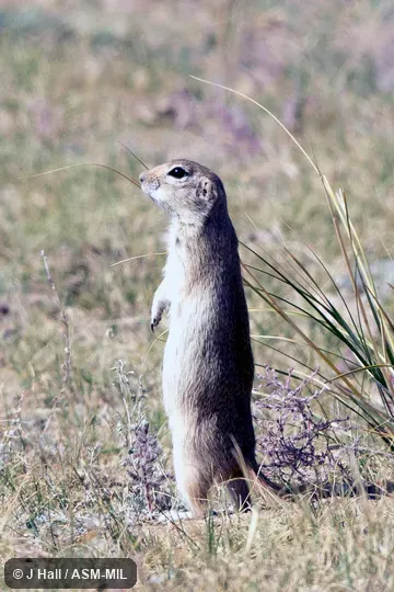 Formerly as Spermophilus alashanicus. Formerly as Spermophilus alashanicus.