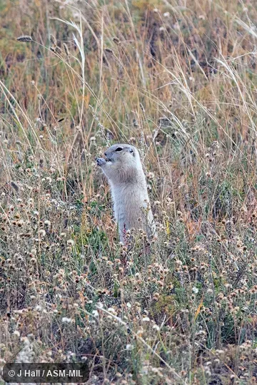 Formerly Spermophilus undulatus.