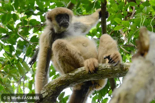 Also as Southern Woolly Spider Monkey. Also as Southern Woolly Spider Monkey.