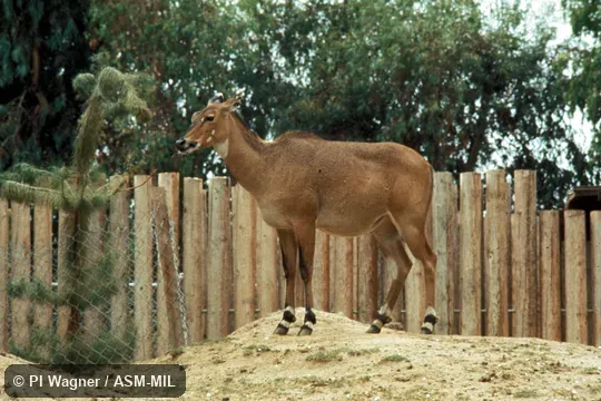Side view of female.  Also as Blue Bull|Bluebuck|White-footed Antelope.