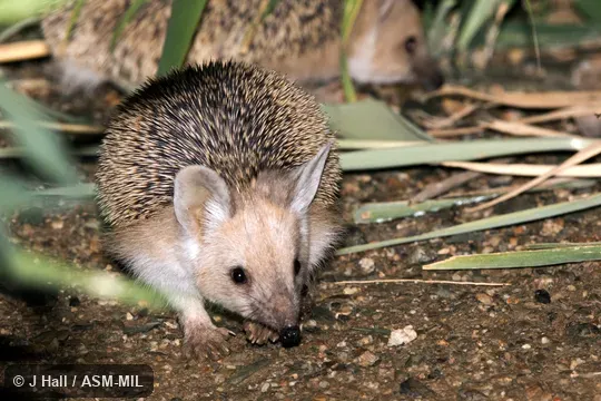Formerly Erinaceomorpha.  Also as Afghan Hedgehog, Long-eared Steppe Hedgehog.