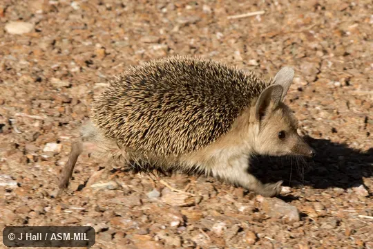 Formerly Erinaceomorpha.  Also as Afghan Hedgehog, Long-eared Steppe Hedgehog.