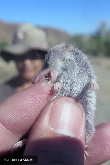 Formerly Soricomorpha.  Also as Lesser Shrew.