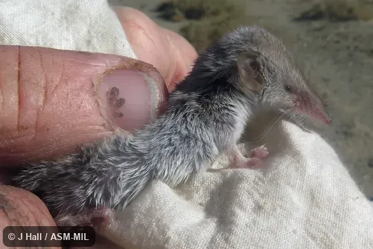Formerly Soricomorpha.  Also as Lesser Shrew.