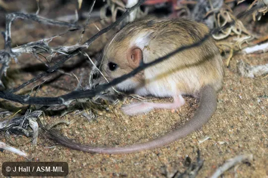 Also as Three-toed Dwarf Jerboa.